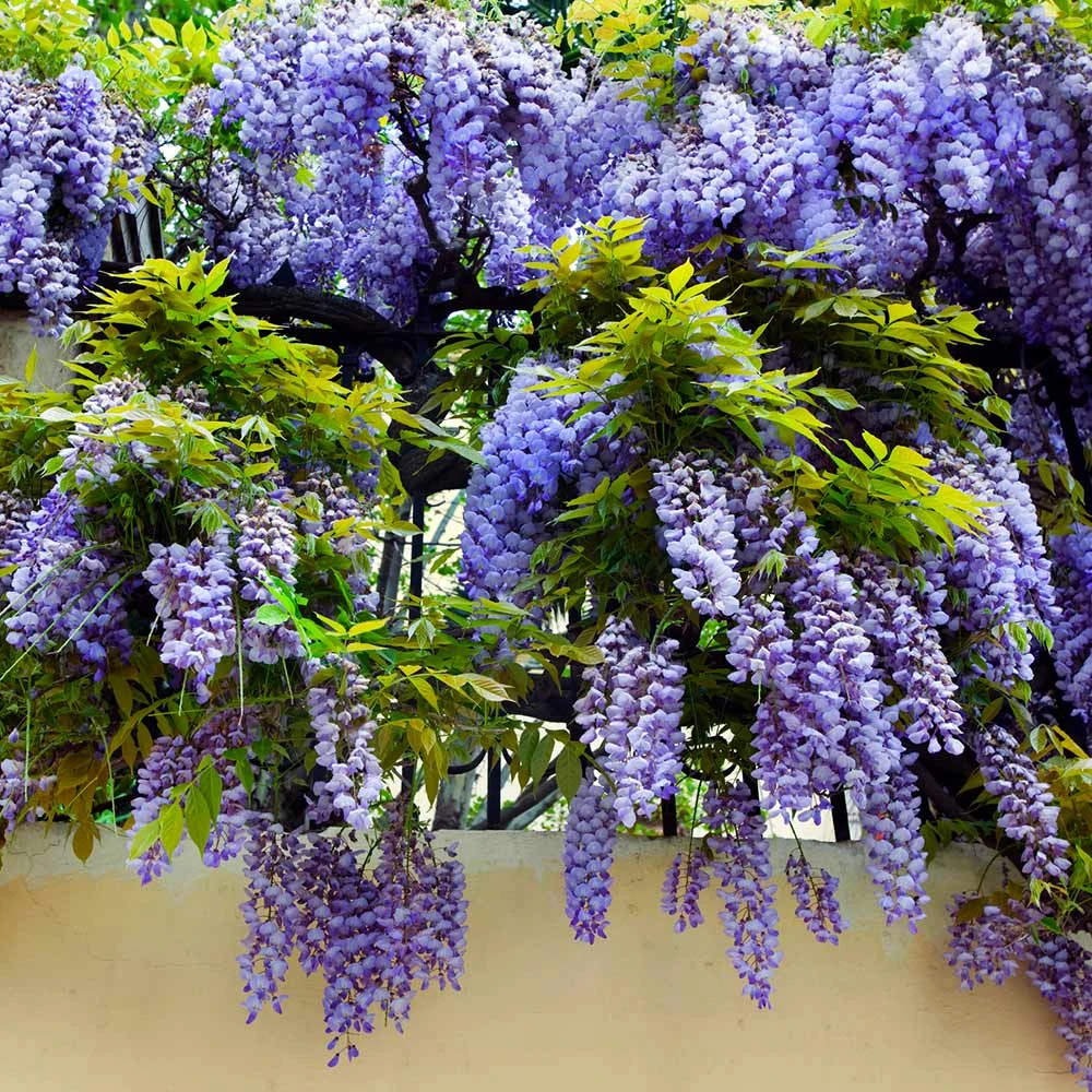 Purple Wisteria Vine - Image 5