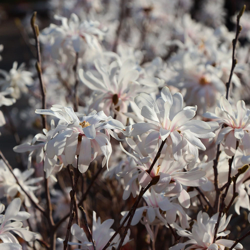 Royal Star Magnolia Tree - Image 3