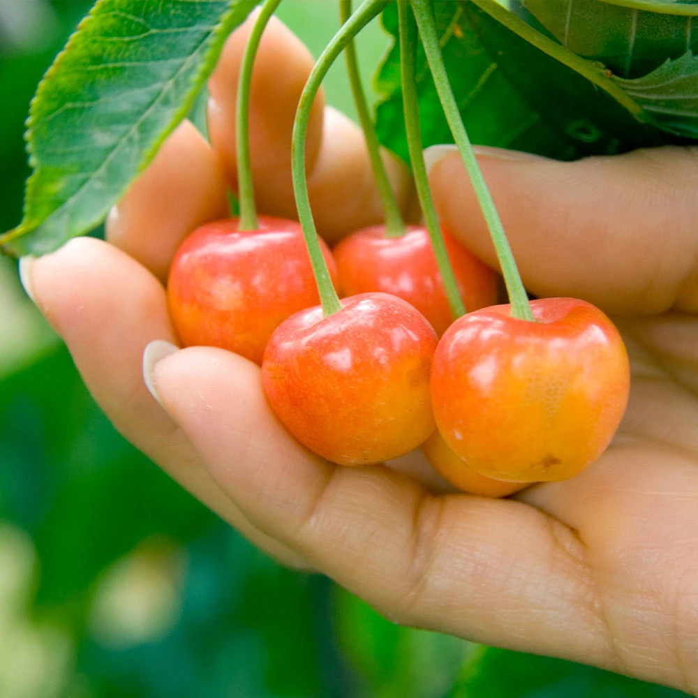 Rainier Cherry Tree - Image 2