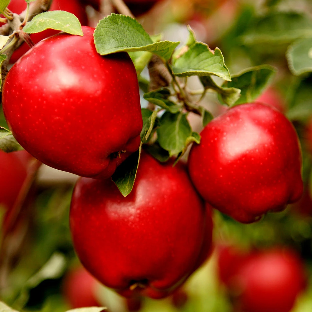 Red Delicious Apple Tree - Image 3