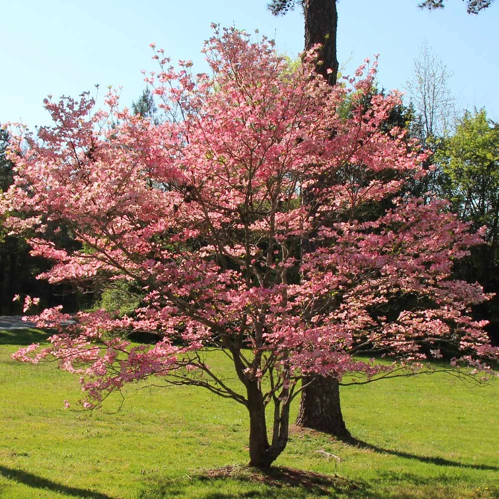 Red Dogwood Tree - Image 2