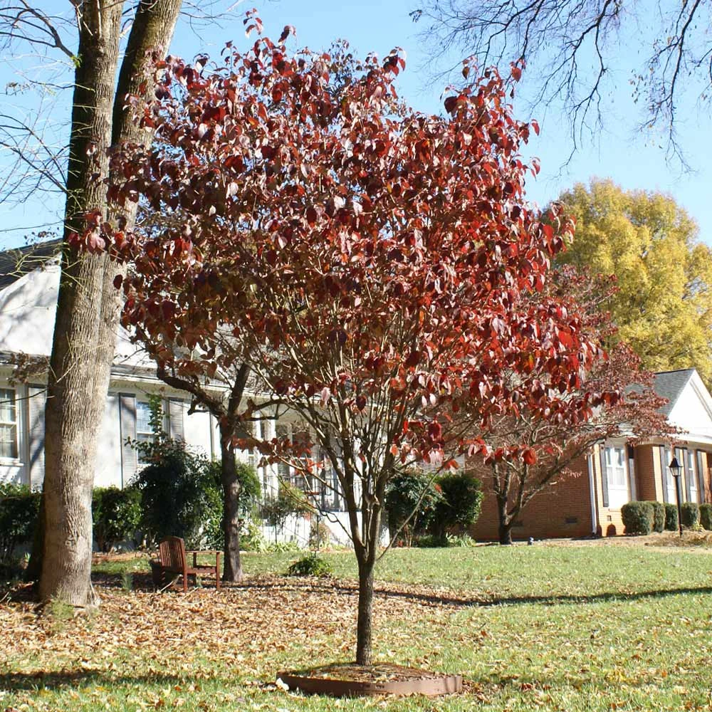 Red Dogwood Tree - Image 4