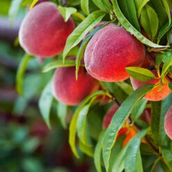 Red Haven Peach Tree