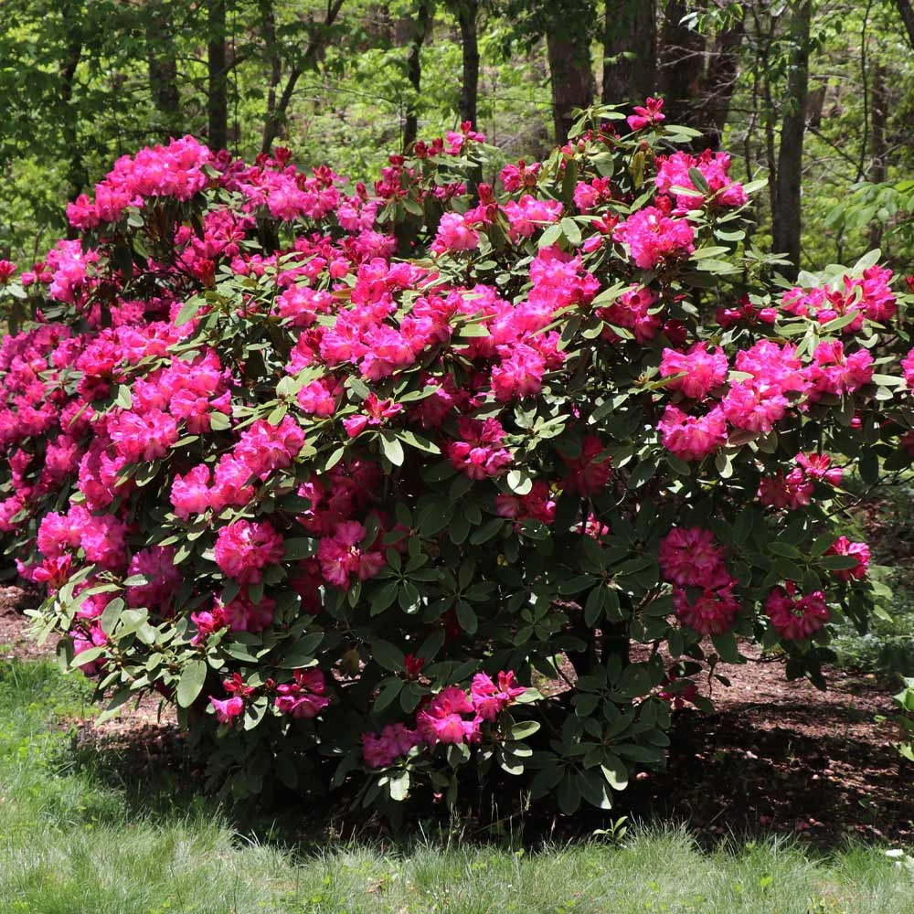 Red Rhododendron Shrub - Image 3