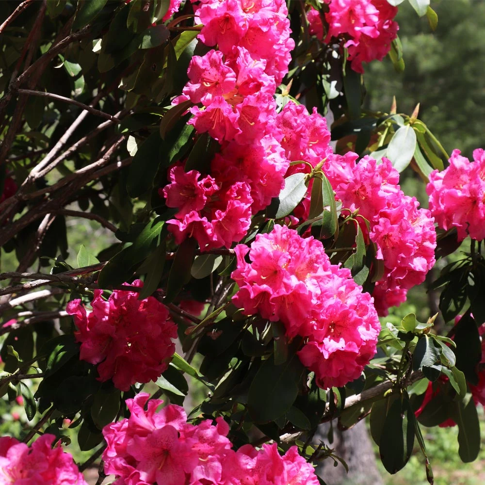 Red Rhododendron Shrub - Image 5