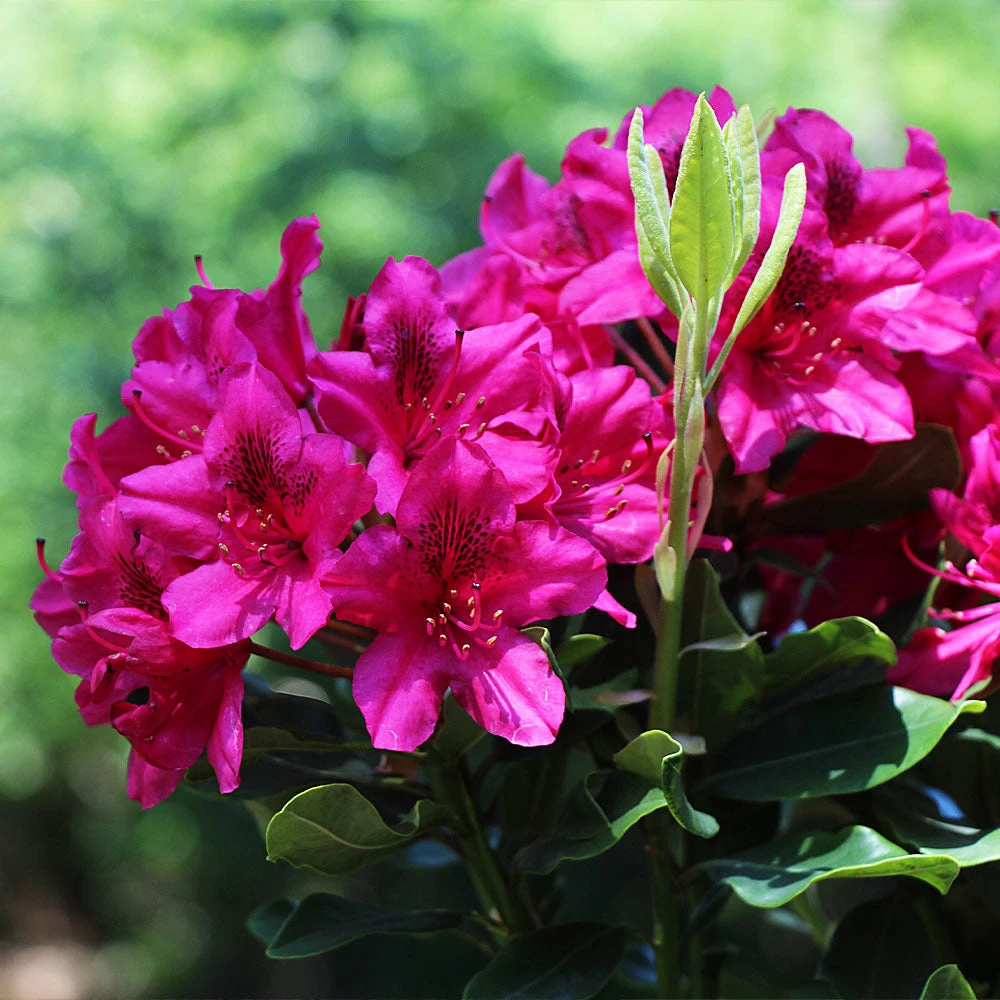 Red Rhododendron Shrub - Image 2