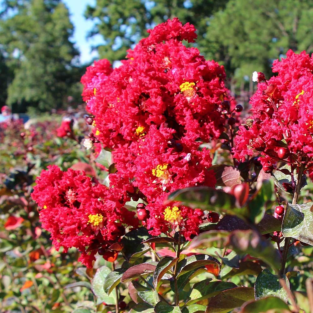 Red Rocket Crape Myrtle Tree - Image 4