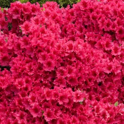 Red Ruffles Azalea Shrub