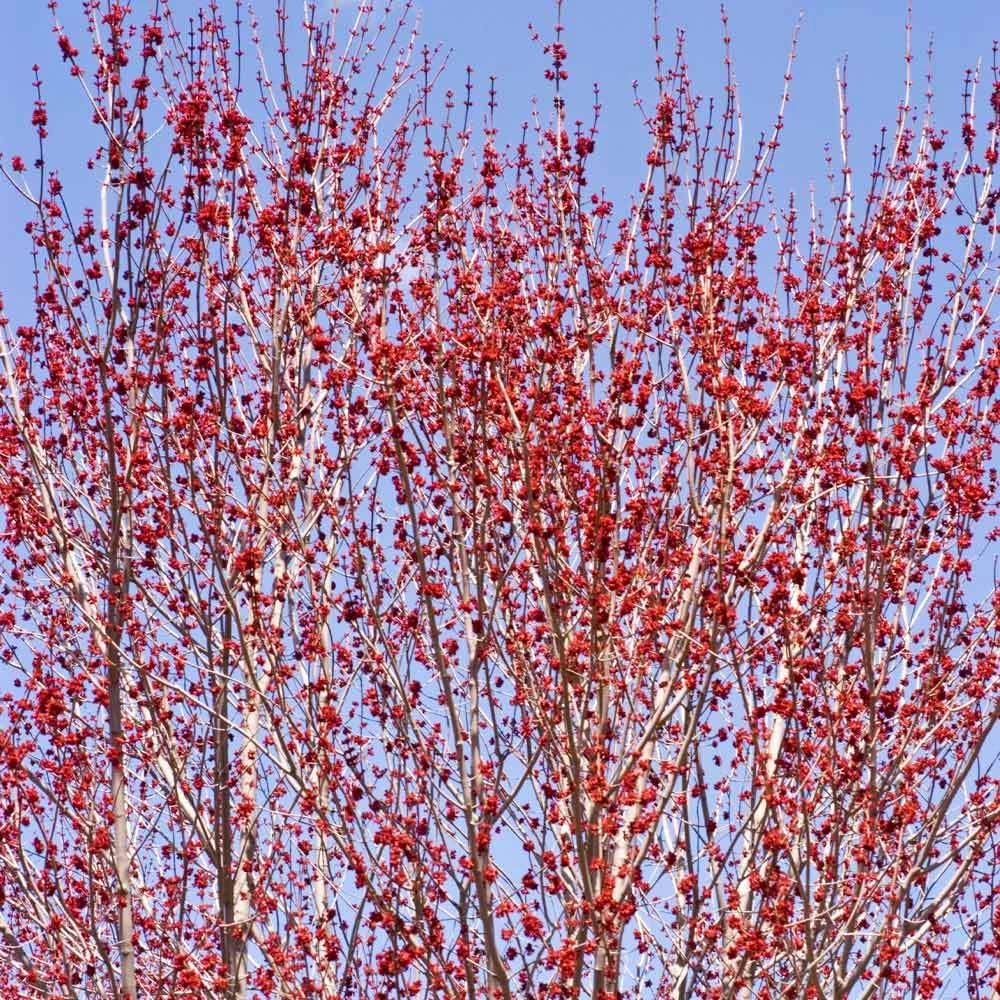 Red Sunset® Maple Tree - Image 5