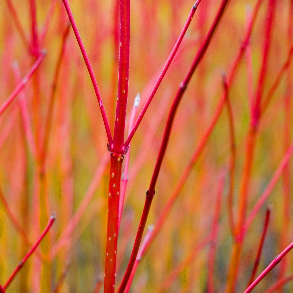 Red Twig Dogwood Shrub - Image 4