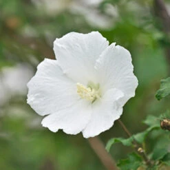 White Rose Of Sharon Althea Shrub