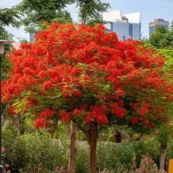 Royal Poinciana Tree