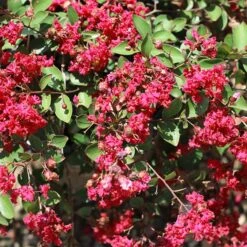 Ruby Prince™ Emerald Empire® Crape Myrtle Tree