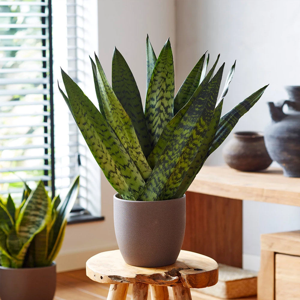 New Apartment House Plant Kit - Image 6