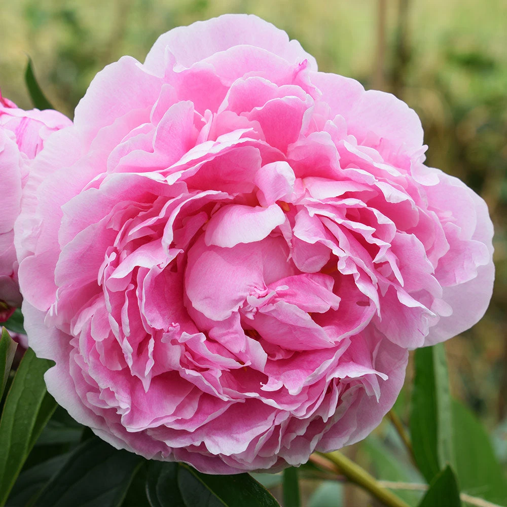 Sarah Bernhardt Peony - Image 3