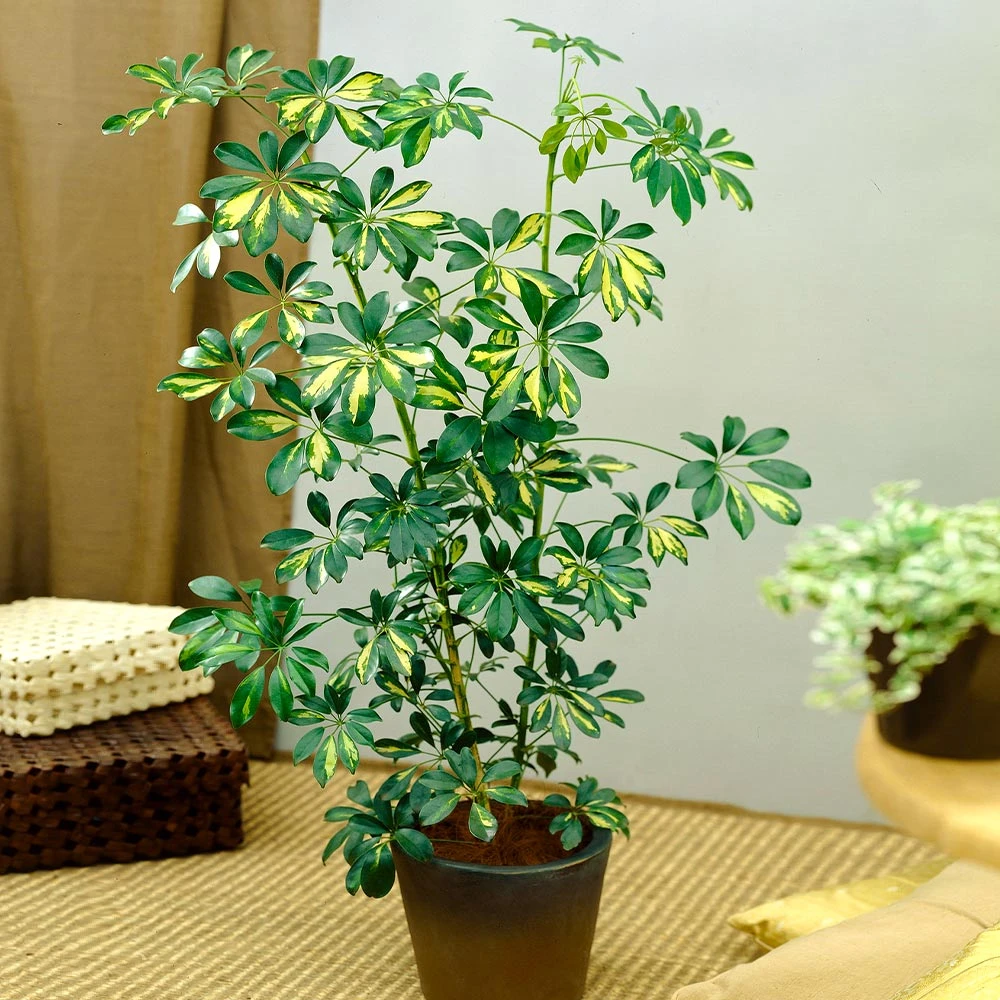 Variegated Dwarf Umbrella Tree - Schefflera Trinette - Image 4