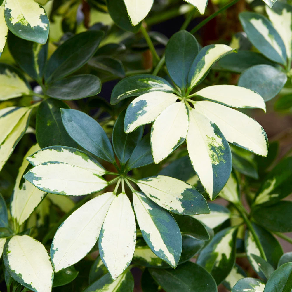 Variegated Dwarf Umbrella Tree - Schefflera Trinette - Image 6
