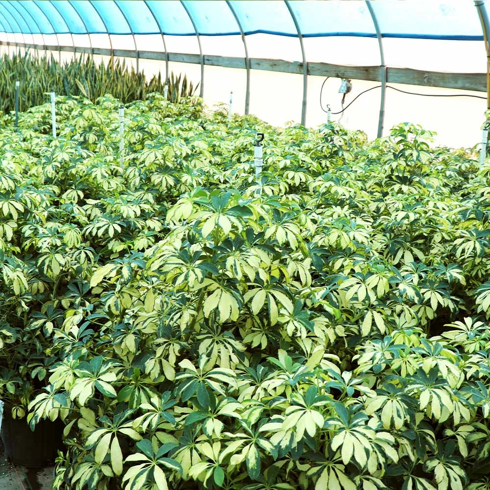 Variegated Dwarf Umbrella Tree - Schefflera Trinette - Image 5