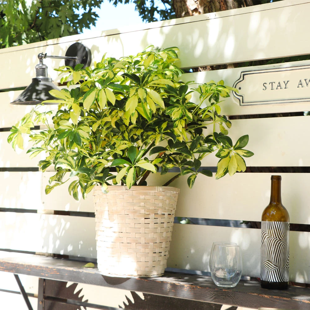 Variegated Dwarf Umbrella Tree - Schefflera Trinette - Image 7