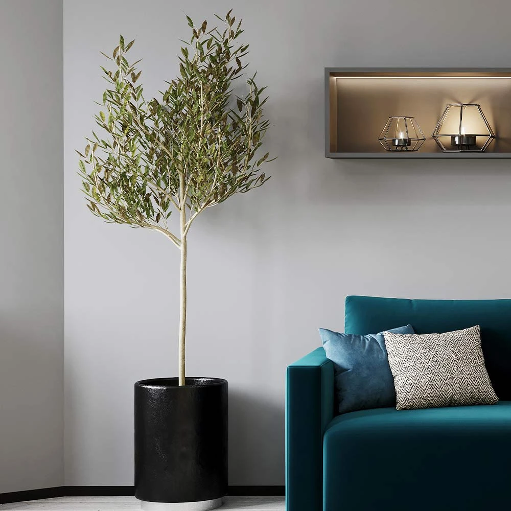 Sikitita Olive Tree - Image 2