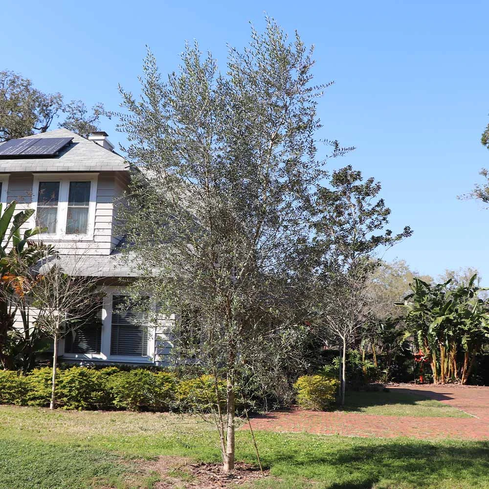 Sikitita Olive Tree - Image 3