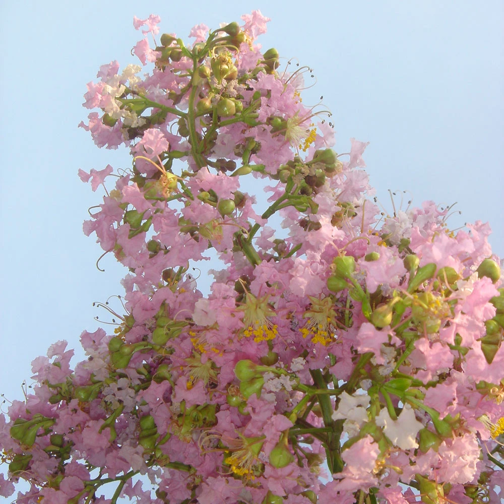 Sioux Crape Myrtle - Image 3