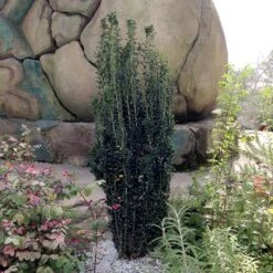 Sky Pencil Holly Tree