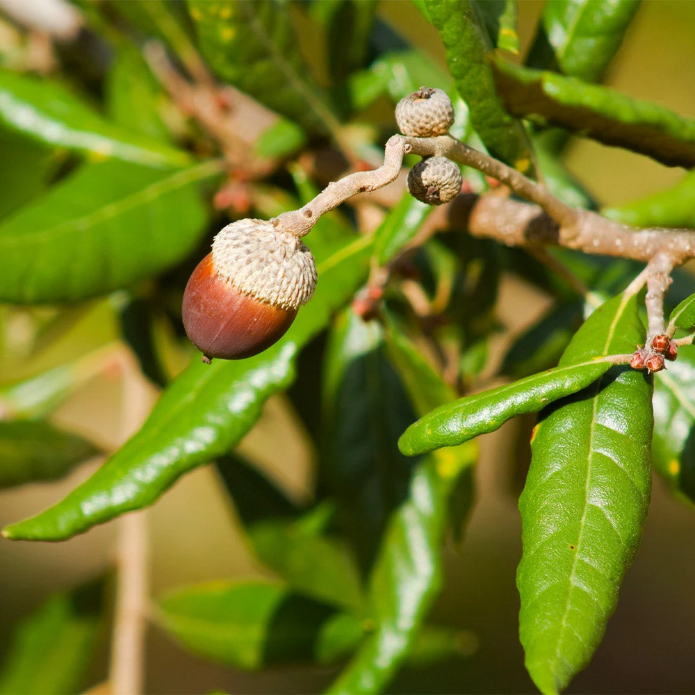 Live Oak Tree - Image 3