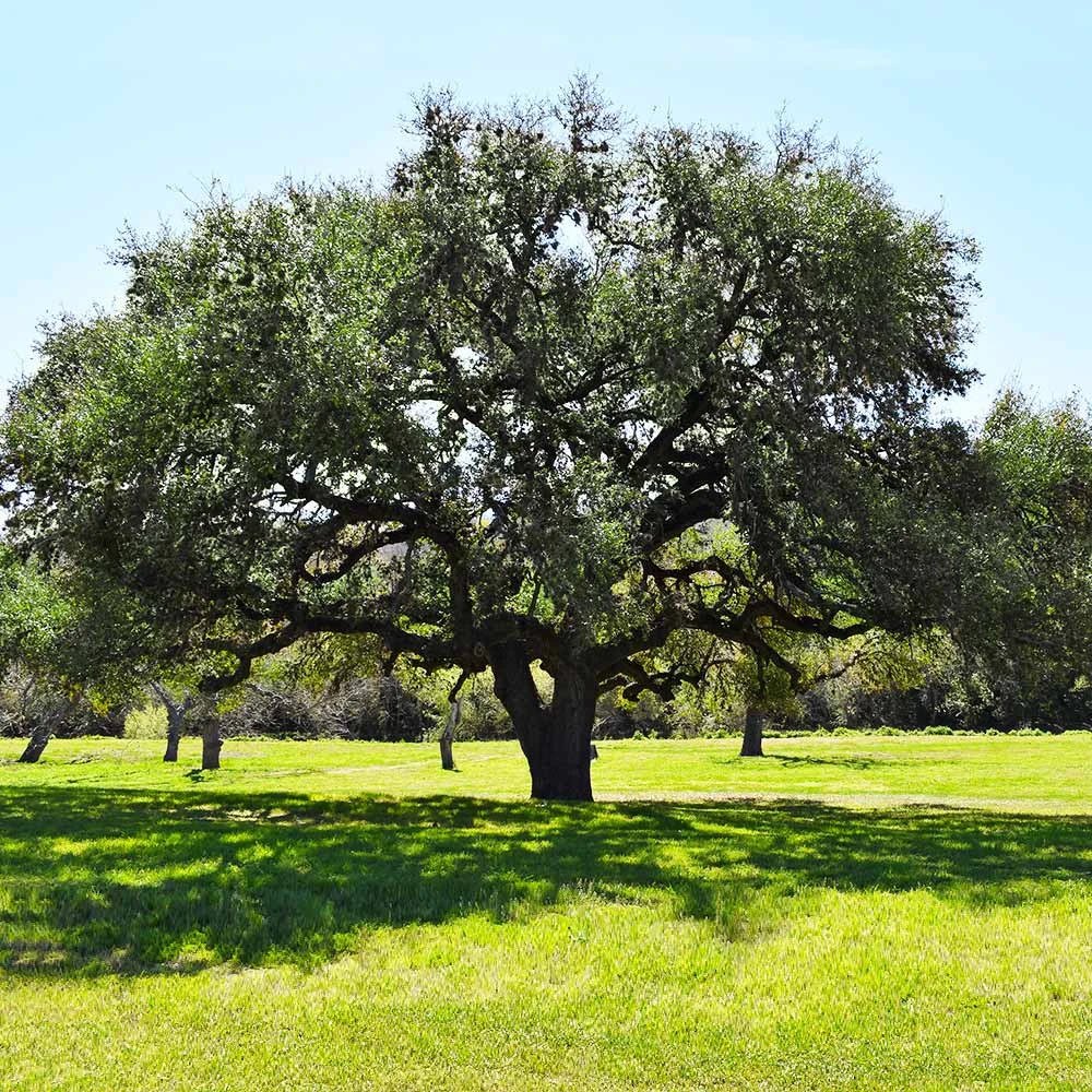Live Oak Tree - Image 4