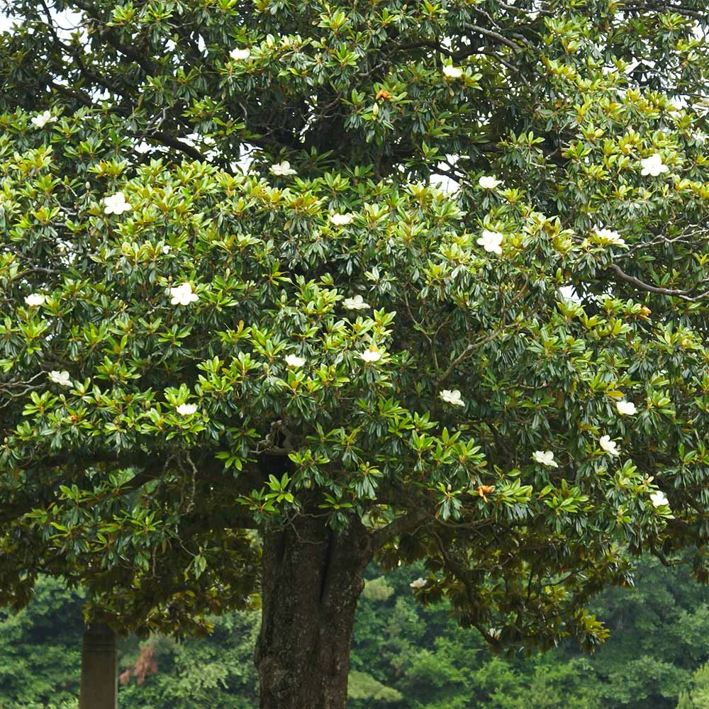 Southern Magnolia Tree - Image 4