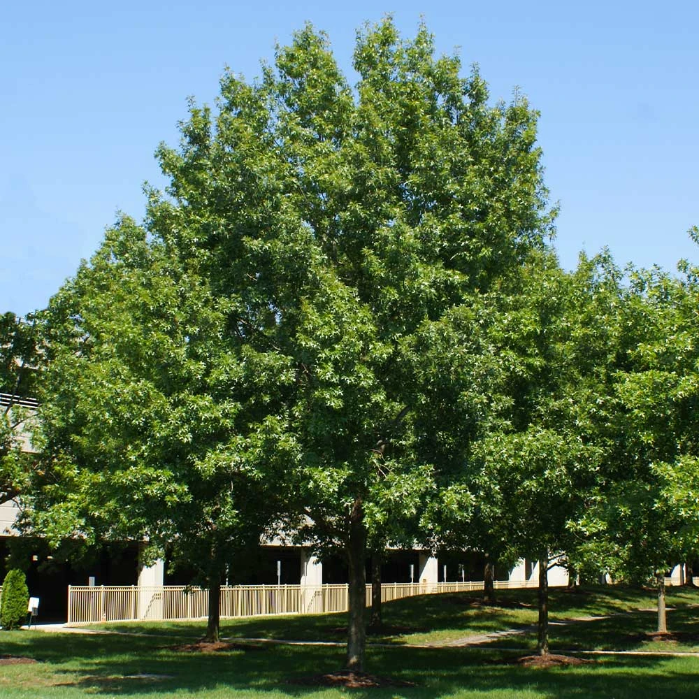 Southern Red Oak Tree - Image 5