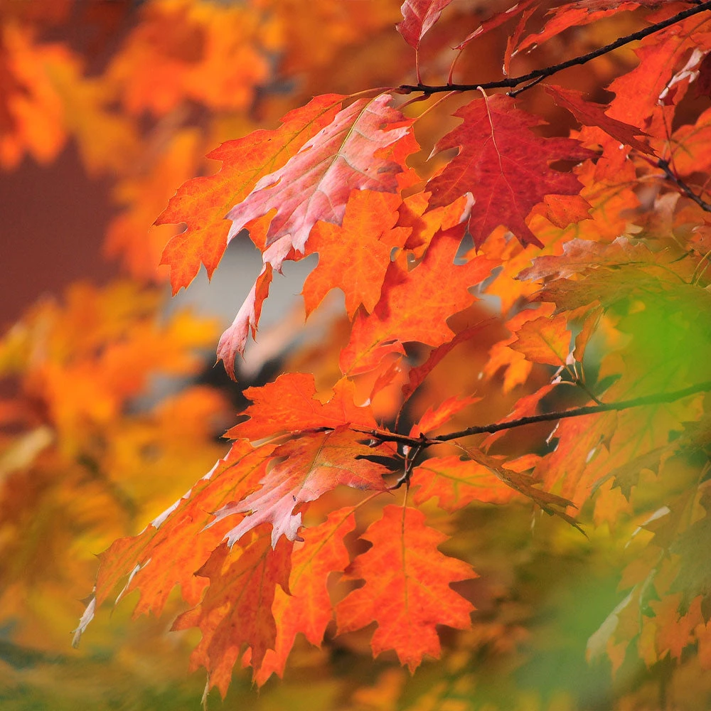 Southern Red Oak Tree - Image 3