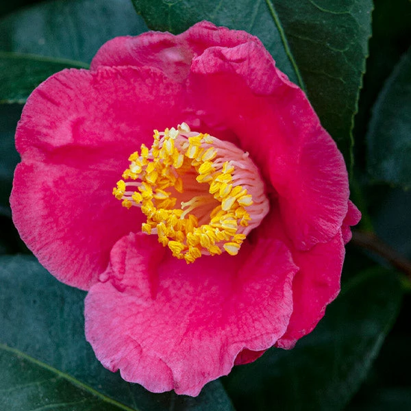 Spring's Promise Camellia Shrub