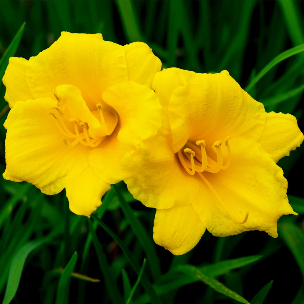 Stella D'Oro Daylily - Image 3