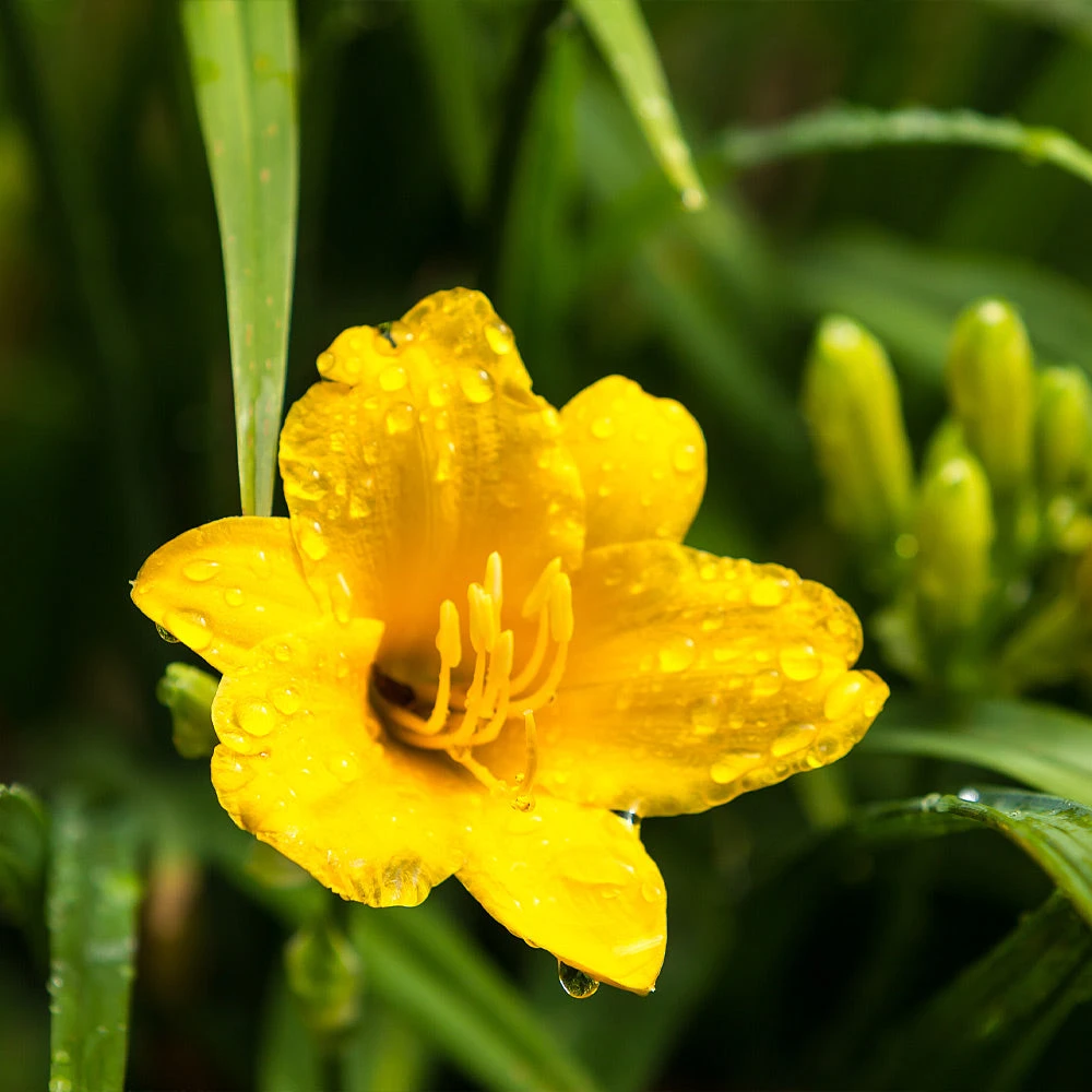 Stella D'Oro Daylily - Image 4