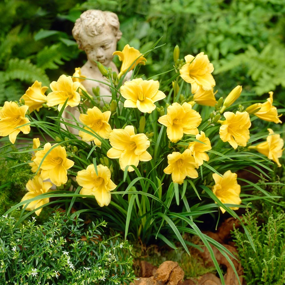 Stella D'Oro Daylily - Image 2