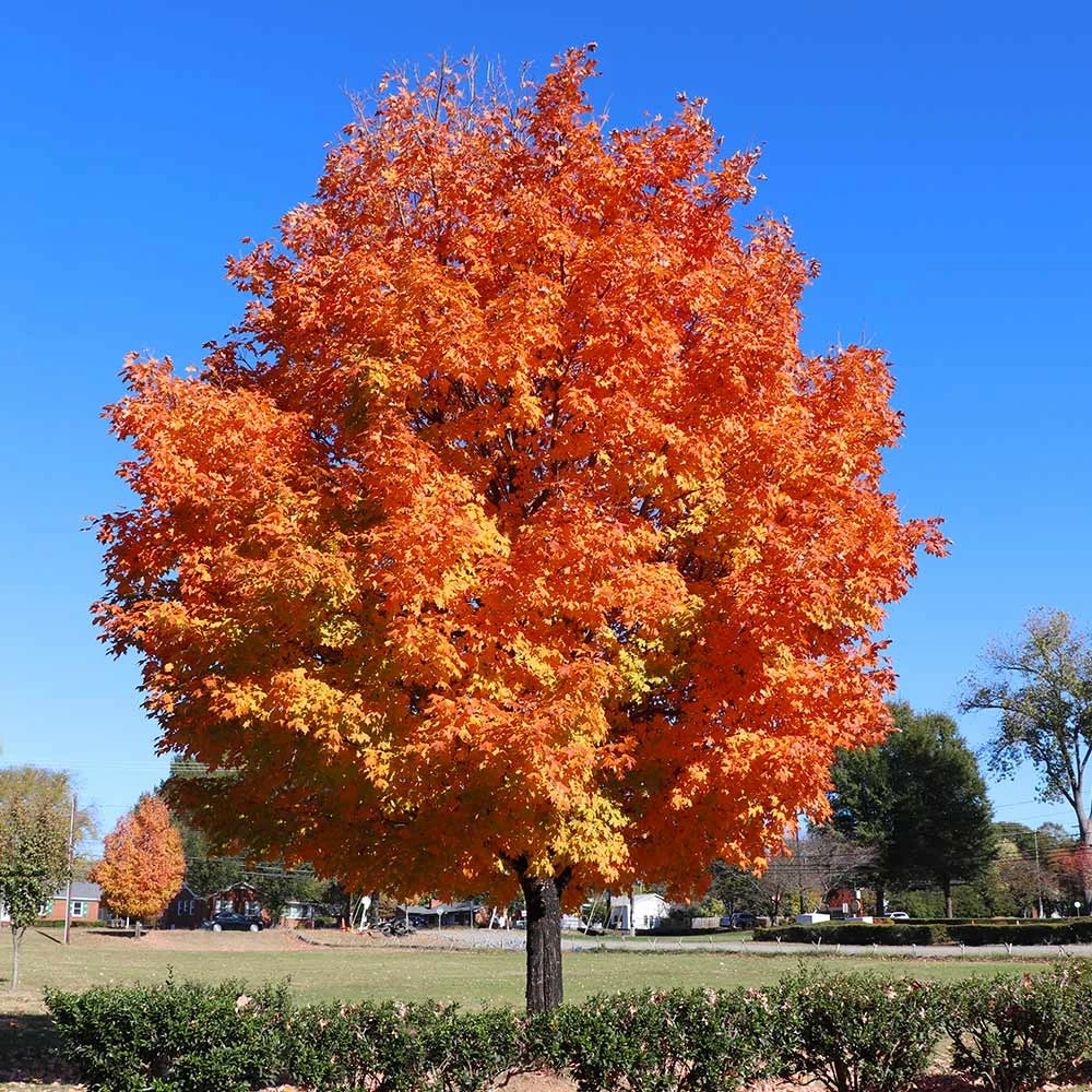 Sugar Maple Tree - Image 2