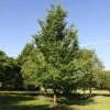 Emerald Sunshine® Elm Tree