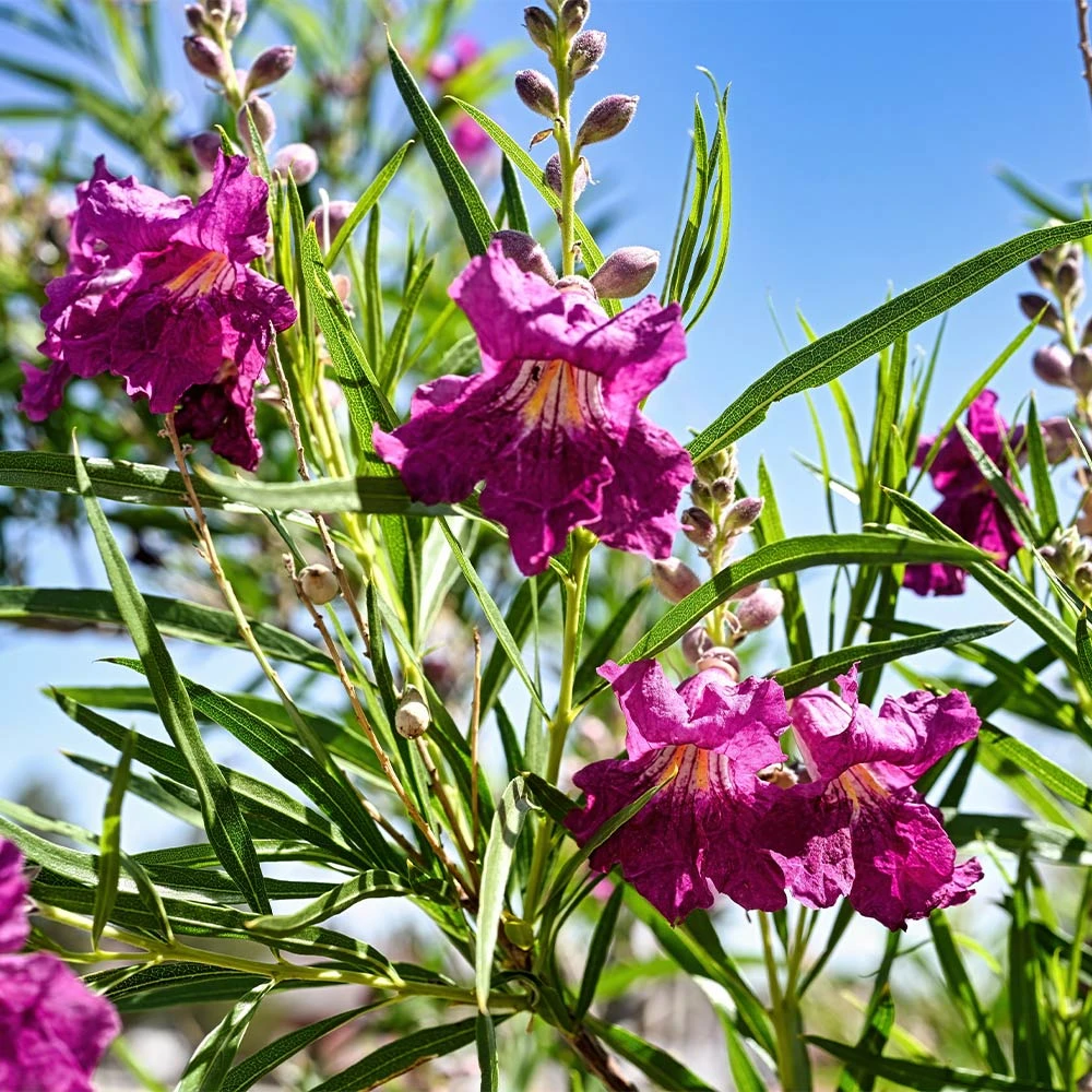 Sweet Bubba Seedless Desert Willow - Image 2