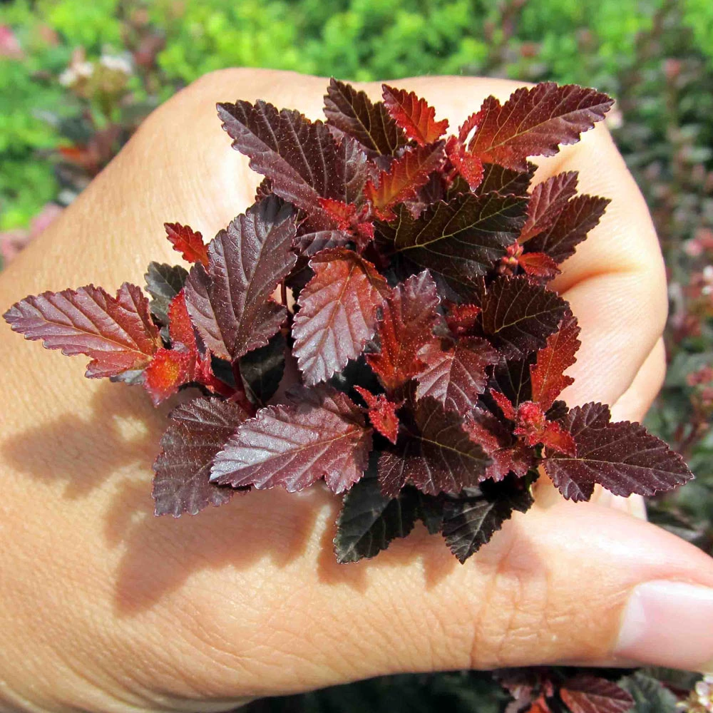 Sweet Cherry Tea Ninebark Shrub - Image 4