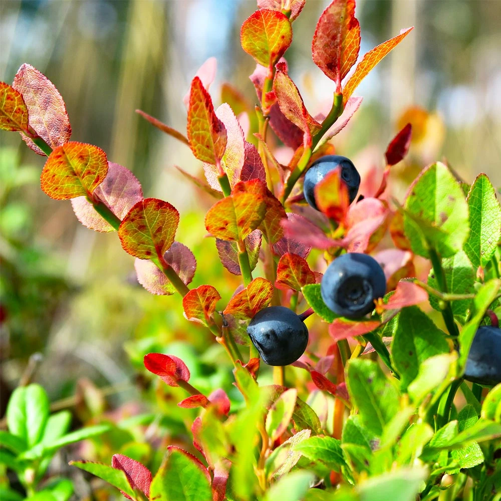 Sweetheart Blueberry Bush - Image 5