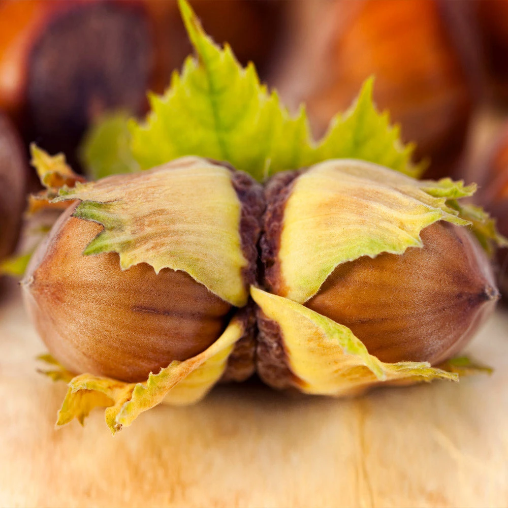 Theta Filbert Hazelnut Tree - Image 4