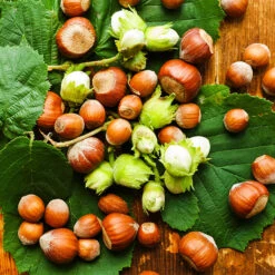 Theta Filbert Hazelnut Tree