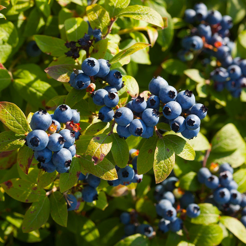 Toro Blueberry Bush - Image 2