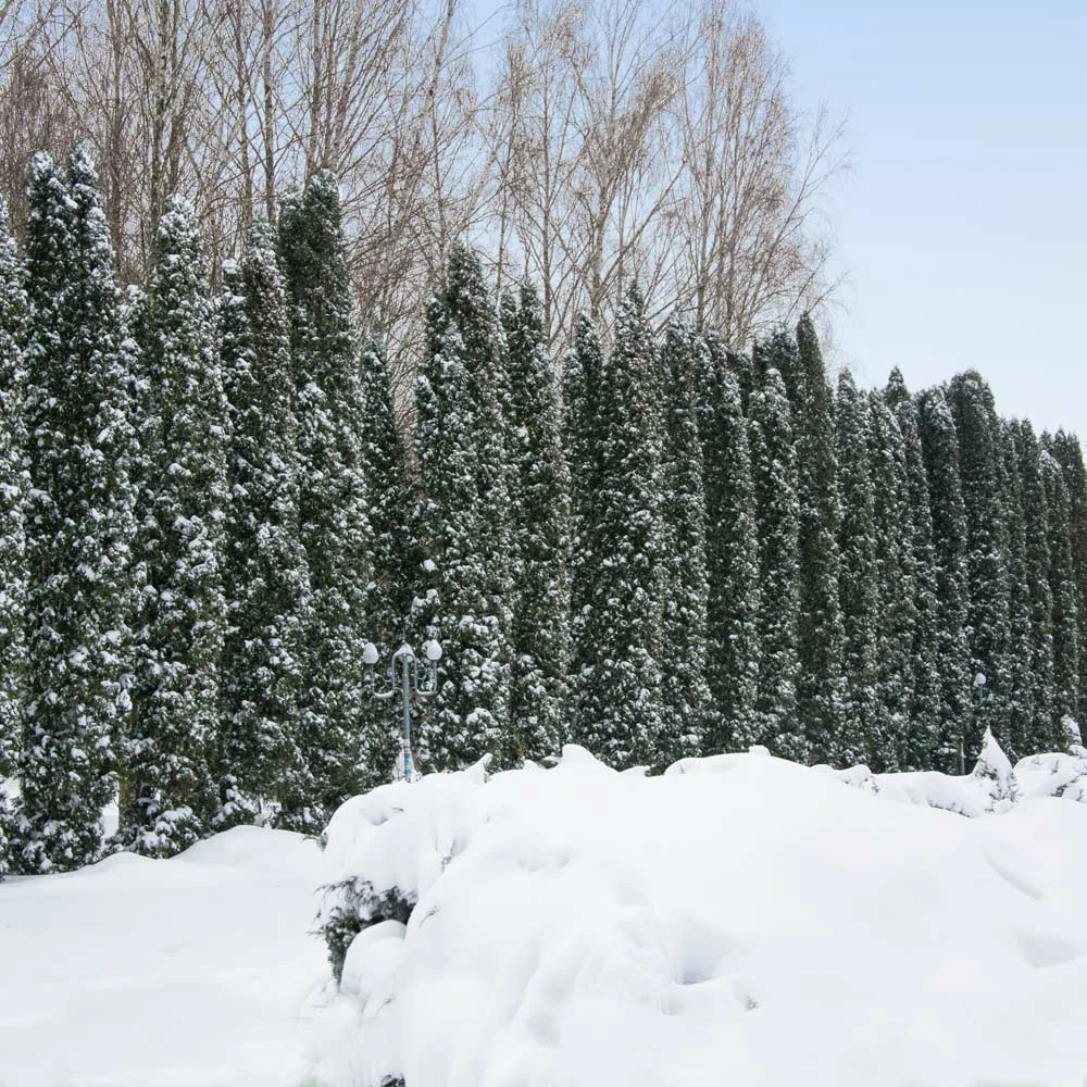 Taylor Juniper Tree - Image 2