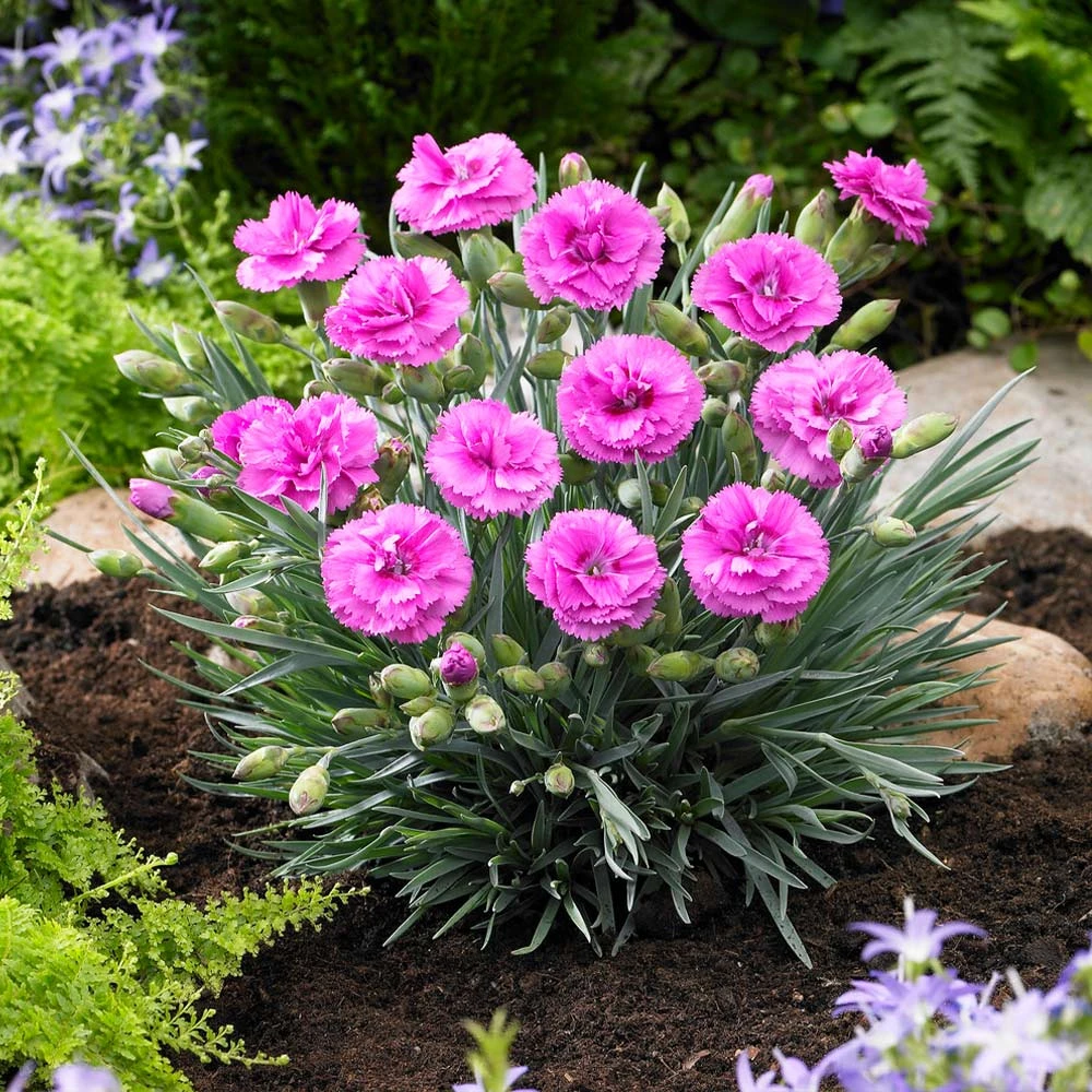 Scent First® Tickled Pink Dianthus - Image 3