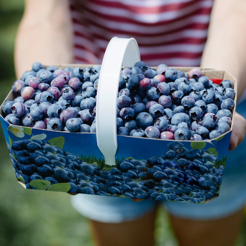 Toro Blueberry Bush - Image 3