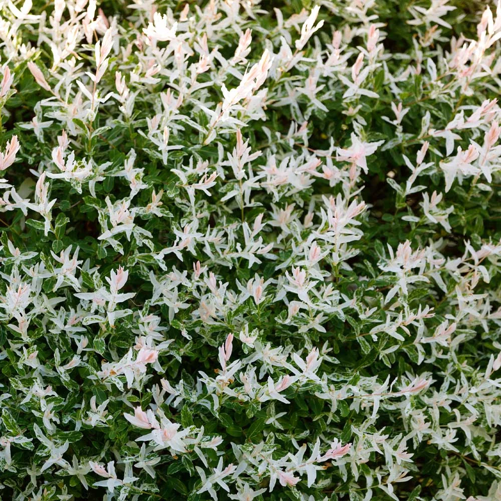 Tri-Color Willow Shrub - Image 4