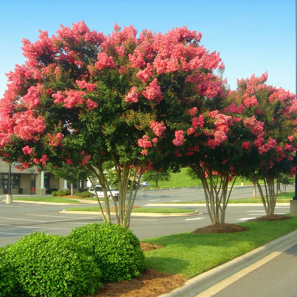 Tuscarora Crape Myrtle Tree - Image 3