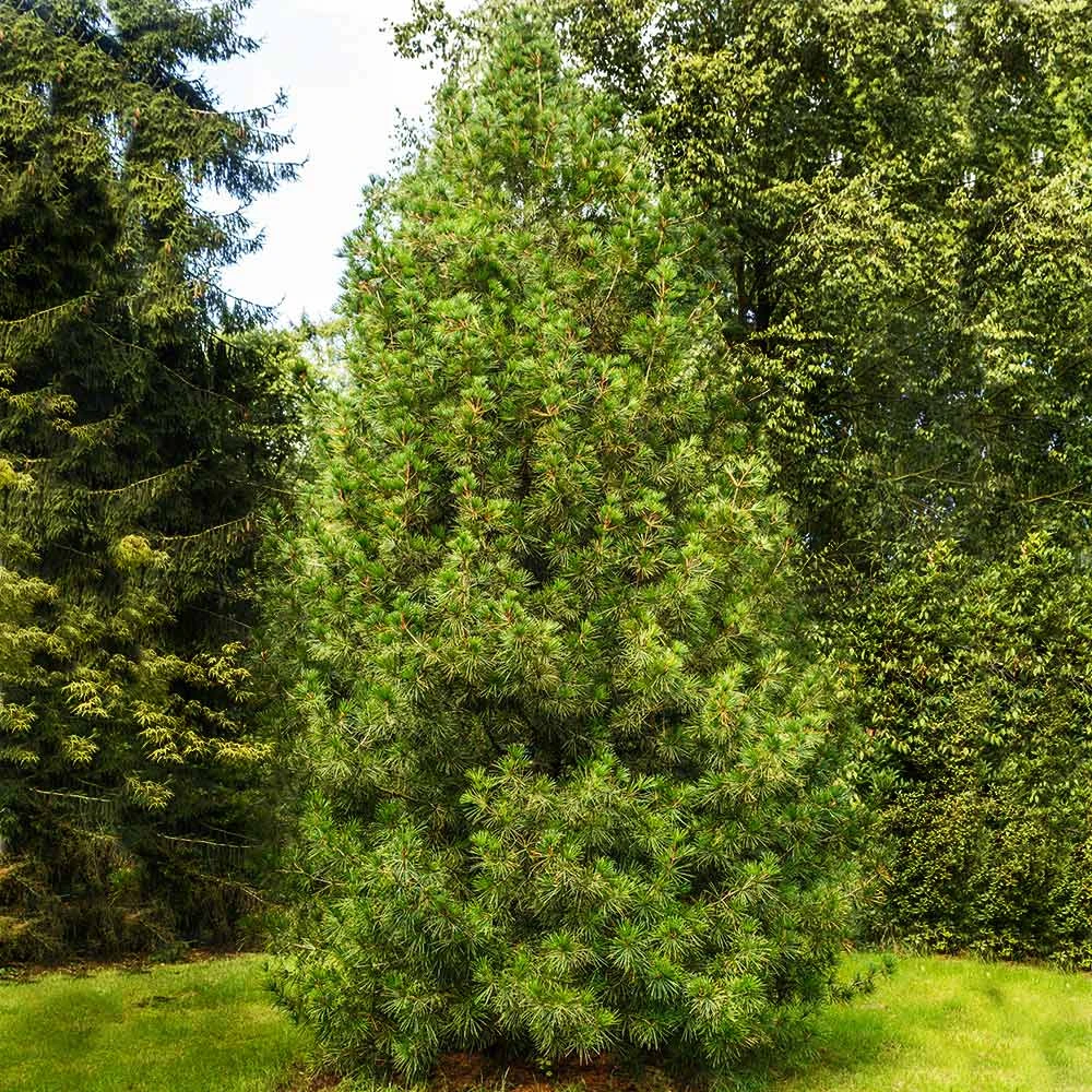 Japanese Umbrella Pine Tree - Image 4